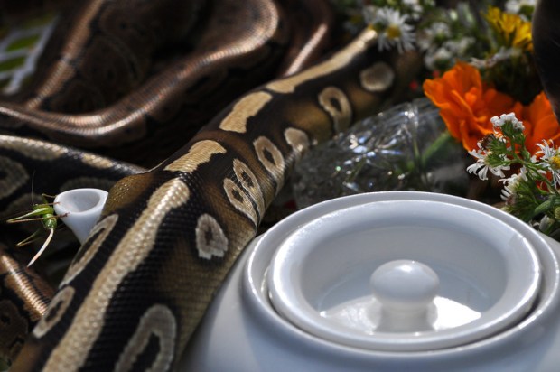 SerpentTeaParty.jpeg